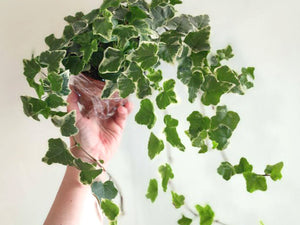 Vehreä muratti – kaunis ja helppohoitoinen viherkasvi ruukussa 🌿