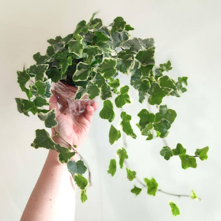 Blooming Calanhoe in a pot in a beautiful package❤️