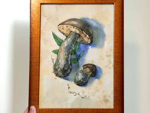 Vintagetyylinen sieniprintti – kehystetty botaninen vesiväritaide