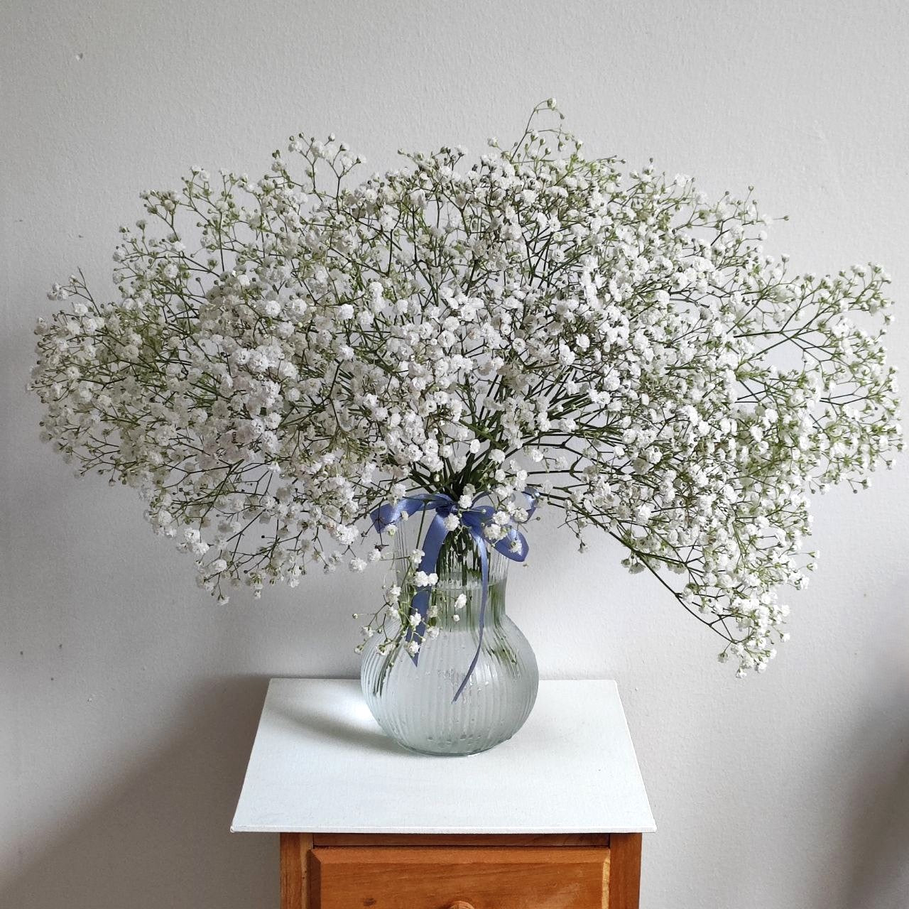 White cloud of gypsophila