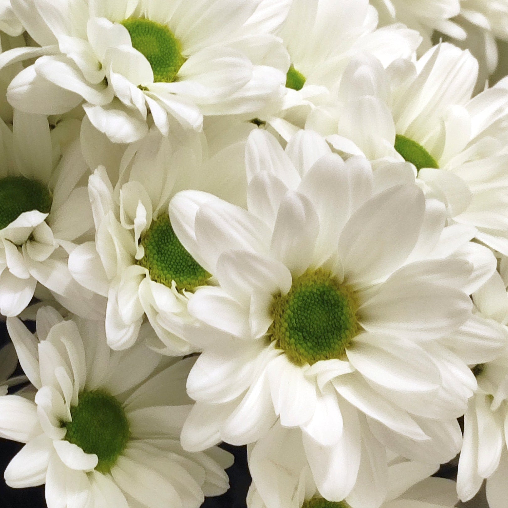 Elegantti valkoinen krysanteemikimppu | Tuoreet kukat Lahdessa, Suomessa