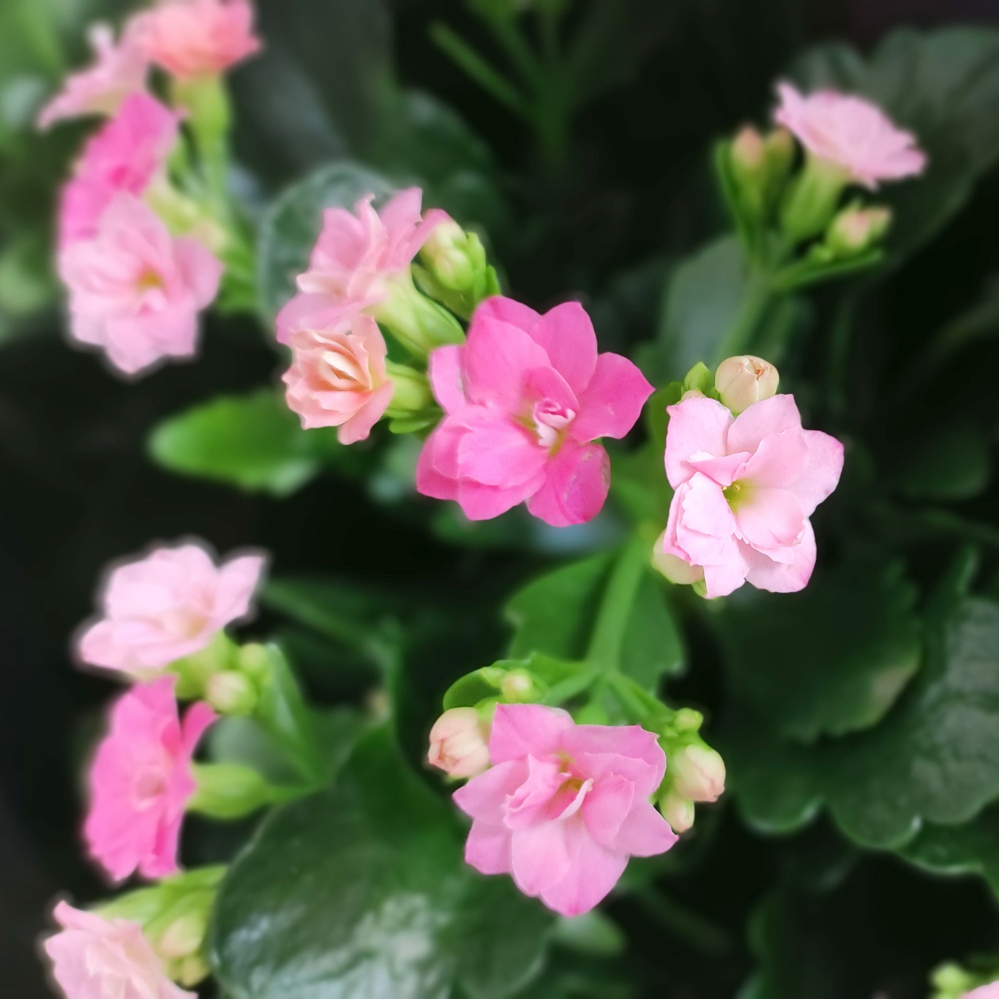 Kukkiva Calanhoe ruukussa kauniissa pakkauksessa❤️