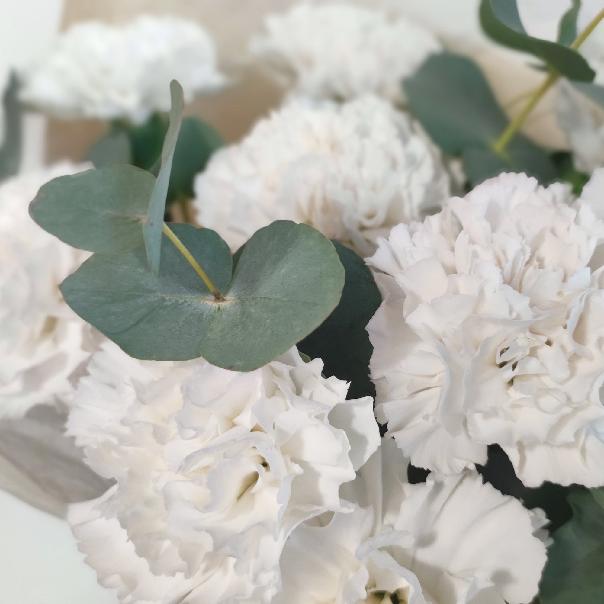 Tyylikäs ja herkkä kimppu | Valkoiset neilikat ja eukalyptus – Lahdessa, Suomessa