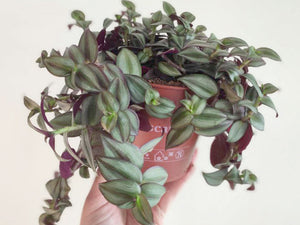 Traidensia – helppohoitoinen ja näyttävä viherkasvi 🌿

Traidensia (Tradescantia) on nopeasti kasvava, roikkuva viherkasvi, joka hurmaa kirjavilla vihreän, violetin ja hopean sävyisillä lehdillään. Se sopii täydellisesti amppeliin, hyllylle tai ikkunalaudalle tuomaan eloa ja väriä kotiin.

🌱 Helppohoitoinen – viihtyy valoisassa paikassa ja kestää pientä kuivuutta
🌈 Koristeellinen lehdistö tekee siitä todellisen katseenvangitsijan
🎁 Täydellinen myös lahjaksi kasveista pitävälle