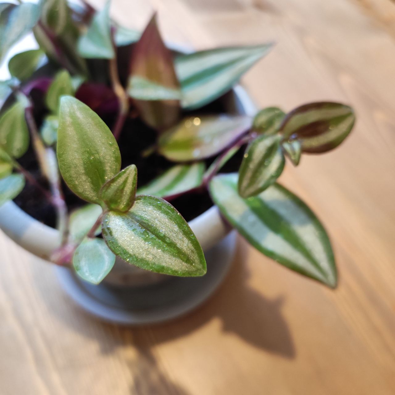 Tradescantia Zebrina