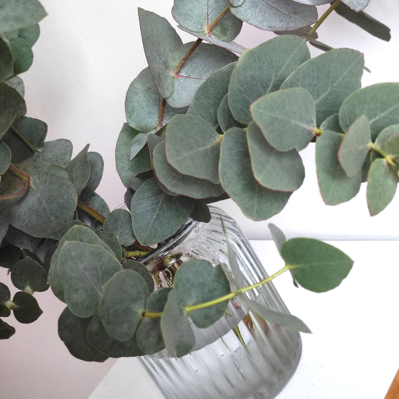 Raikas eukalyptuskimppu – luonnollista eleganssia