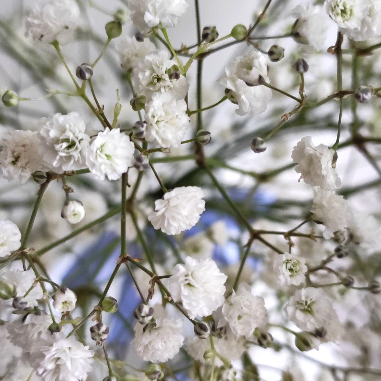 White cloud of gypsophila