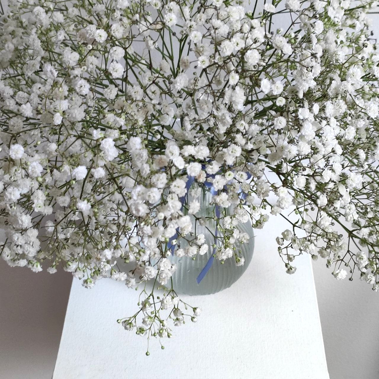 White cloud of gypsophila