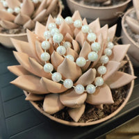 🌸 Juhlavasti koristeltu echeveria – herkkä lahjakasvi ruukussa ✨